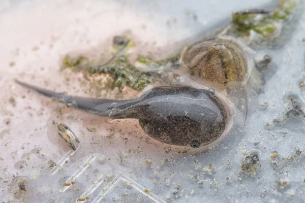 Plastik kabın içindeki kurbağa yavrusunun yakın çekimi