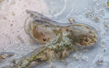 Plastik kabın içindeki kurbağa yavrusunun yakın çekimi
