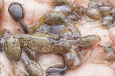 Kurbağa yavrusunun elinde dinlenirken yakın plan çekimi.