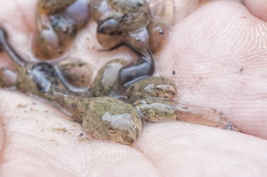 Kurbağa yavrusunun elinde dinlenirken yakın plan çekimi.