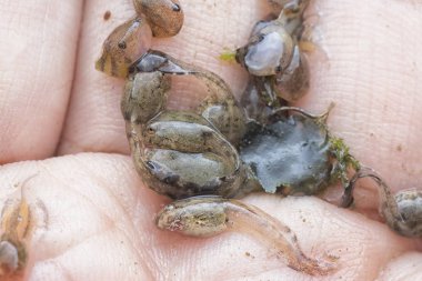 Kurbağa yavrusunun elinde dinlenirken yakın plan çekimi.