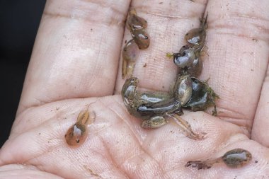 Kurbağa yavrusunun elinde dinlenirken yakın plan çekimi.