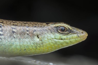 Vahşi kertenkelenin yakın plan çekimi.