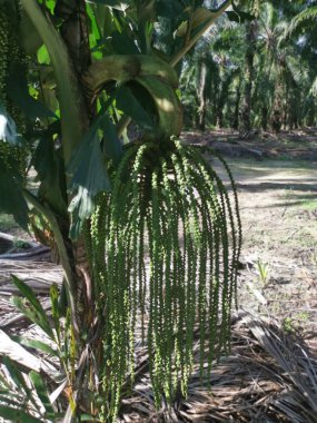 Vahşi doğada yetişen kümelenmiş balık kuyruklu palmiye ağaçları.