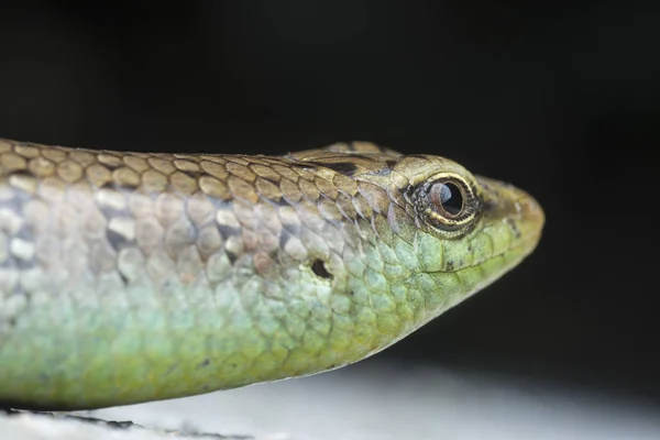 Nahaufnahme Der Wilden Zauneidechse — Stockfoto