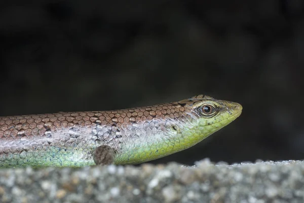 Närbild Skott Vilda Scincidae Ödla — Stockfoto