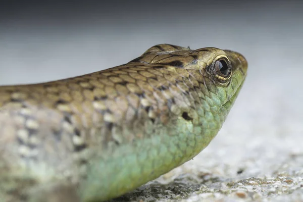 Closeup Shot Wild Scincidae Lizard — Stock Photo, Image