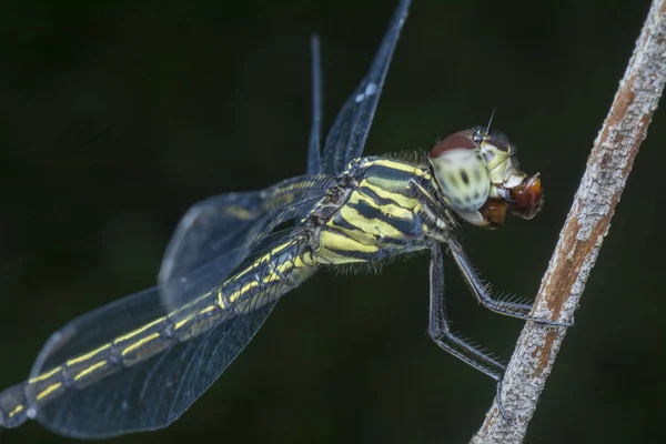 Primo Piano Della Libellula Che Mastica Sul Suo Cibo — Foto Stock