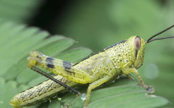 Closeup Shot Green Nymph Grasshopper — Stock Photo, Image