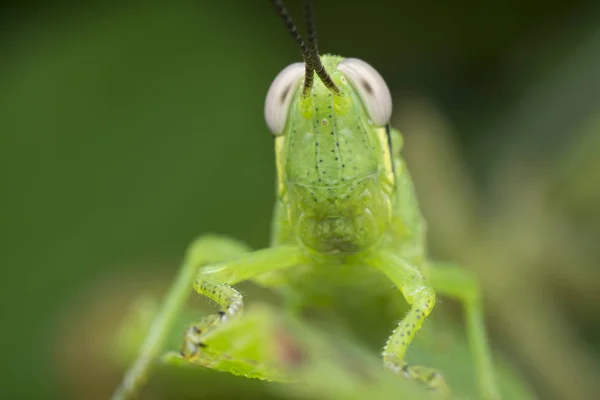 Close Tiro Gafanhoto Ninfa Verde — Fotografia de Stock