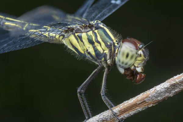 Primo Piano Della Libellula Che Mastica Sul Suo Cibo — Foto Stock