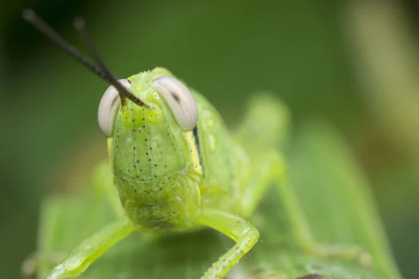 Primo Piano Colpo Della Cavalletta Ninfa Verde — Foto Stock