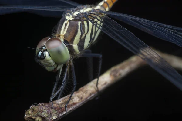 Nahaufnahme Einer Bunten Libelle — Stockfoto