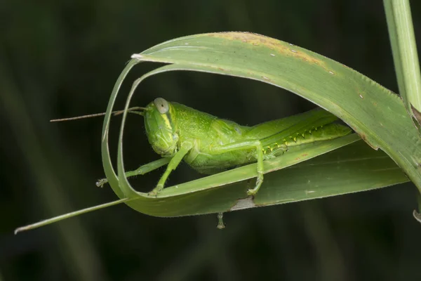 Primer Plano Ninfa Verde Saltamontes —  Fotos de Stock