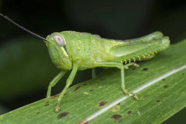 Closeup Shot Green Nymph Grasshopper — Stock Photo, Image