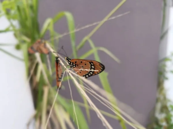 Close Shot Van Wilde Tawny Coster Vlinder — Stockfoto