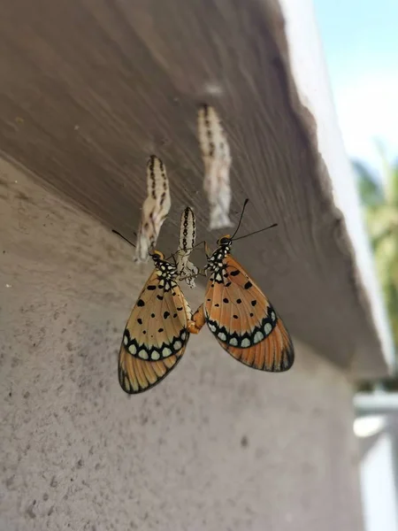 Close Shot Wild Tawny Coster Butterfly — Stok Foto