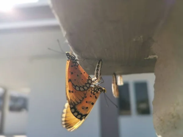 Nahaufnahme Des Wilden Tawny Coster Schmetterlings — Stockfoto