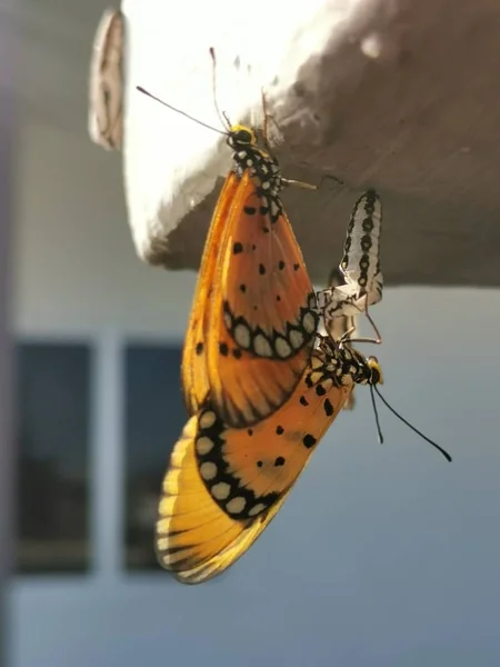Zblízka Záběr Divoké Žlutohnědé Coster Motýl — Stock fotografie