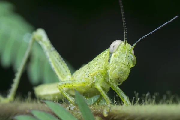 Closeup Shot Green Nymph Grasshopper Stock Image