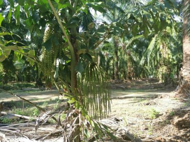 Vahşi doğada yetişen kümelenmiş balık kuyruklu palmiye ağaçları.