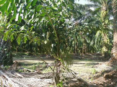 Vahşi doğada yetişen kümelenmiş balık kuyruklu palmiye ağaçları.