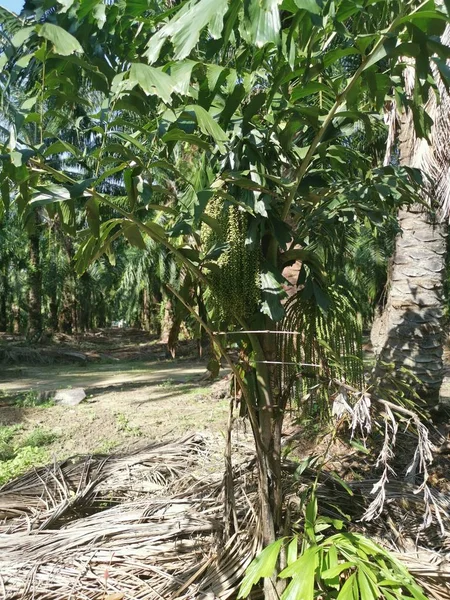 Vahşi Doğada Yetişen Kümelenmiş Balık Kuyruklu Palmiye Ağaçları — Stok fotoğraf