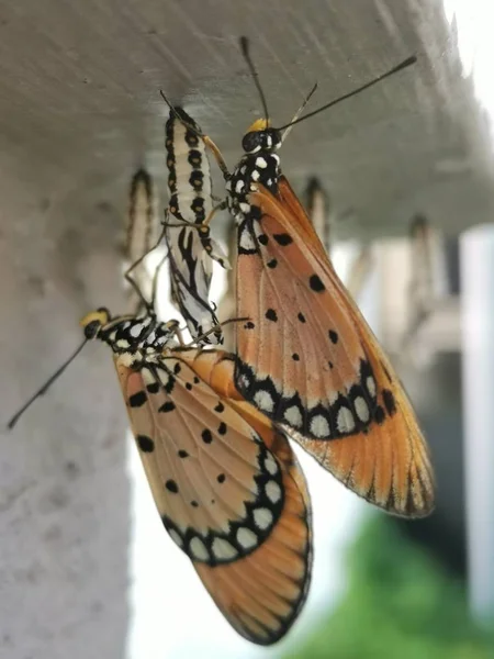 Zblízka Záběr Žlutohnědého Motýla — Stock fotografie