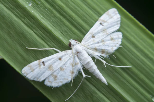 Parapoynx Stagnalis 의가까운 — 스톡 사진