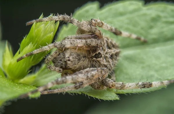 Tiro Cerca Agalenatea Redii Spider — Foto de Stock