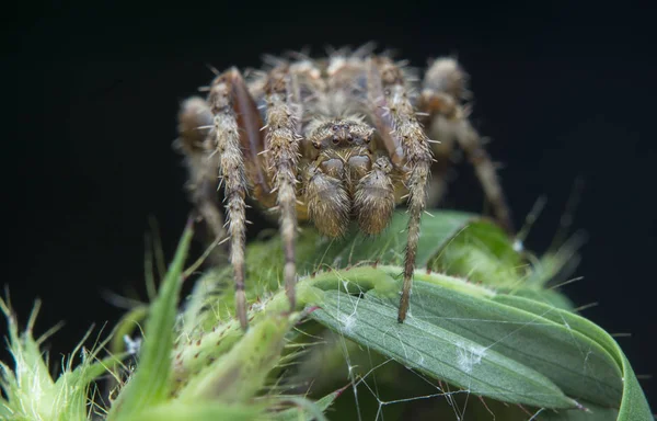 Nahaufnahme Der Spinne Agalenatea Redii — Stockfoto