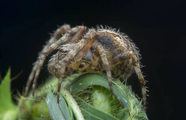 Close Shot Agalenatea Redii Spider — Stock Photo, Image