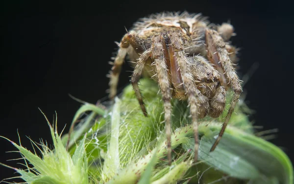 Tiro Perto Aranha Agalenatea Redii — Fotografia de Stock