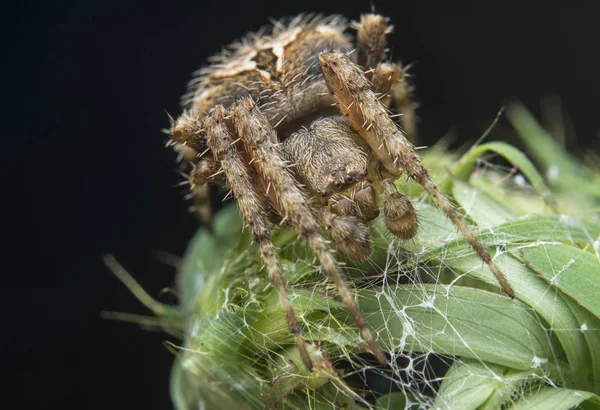 Close Shot Agalenatea Redii Spider — Stock Photo, Image
