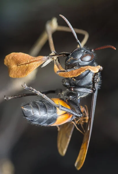 Nahaufnahme Der Schwarz Orangen Hornisse — Stockfoto