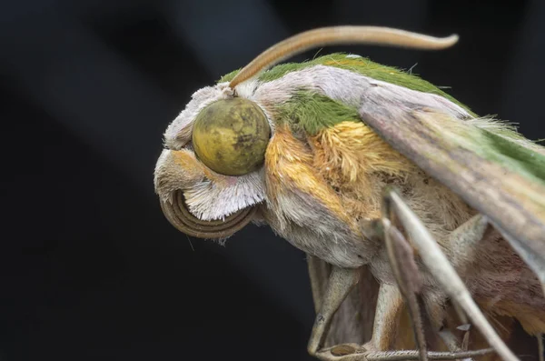 벌레의 — 스톡 사진