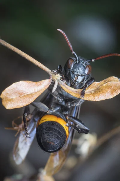 Tiro Cerca Del Avispón Negro Naranja — Foto de Stock