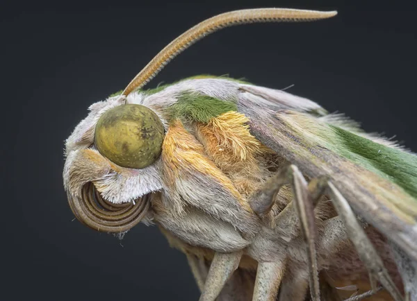 Tiro Cercano Del Insecto Polilla Halcón — Foto de Stock