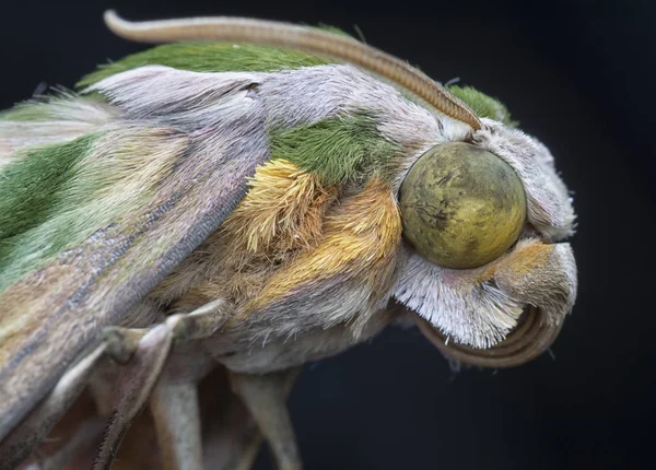 Tiro Cercano Del Insecto Polilla Halcón — Foto de Stock