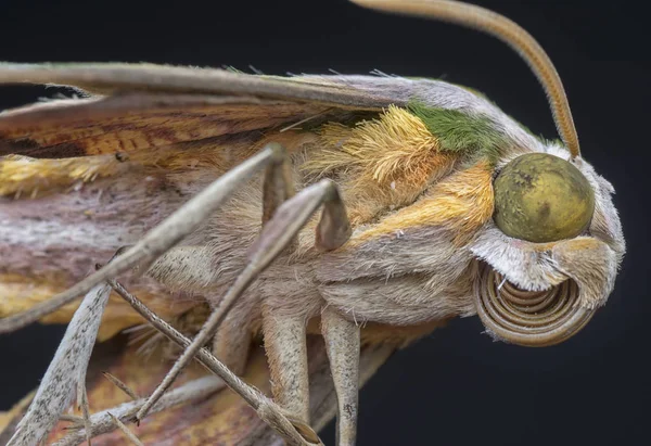 Blízký Záběr Hmyzu Jestřábí Můry — Stock fotografie