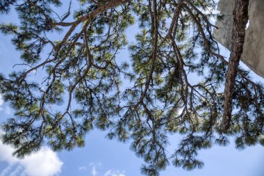 Çam, çılgın evin çatısında dallar bırakır.