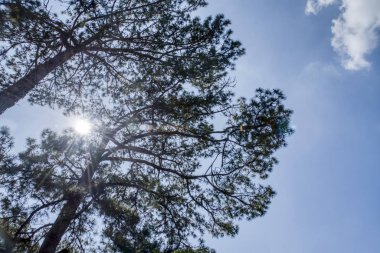 Çam yapraklarından güzel yapraklar dallar ve ağaçlar.