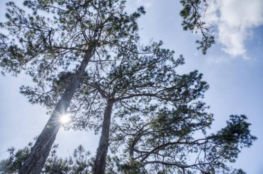 Çam yapraklarından güzel yapraklar dallar ve ağaçlar.