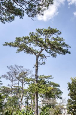 Çam yapraklarından güzel yapraklar dallar ve ağaçlar.