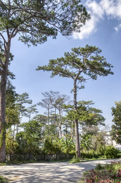 Çam yapraklarından güzel yapraklar dallar ve ağaçlar.