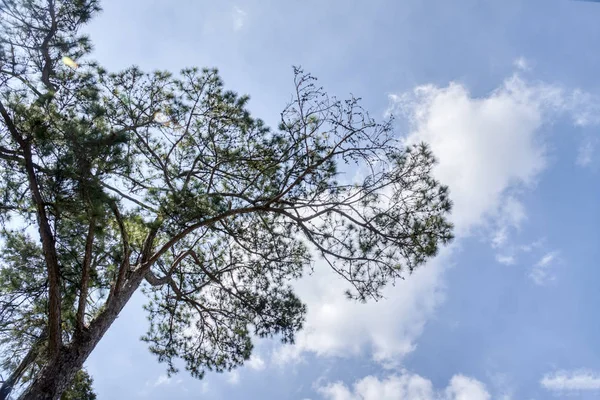 Beautiful Foliage Pine Leaves Branches Trees — 스톡 사진