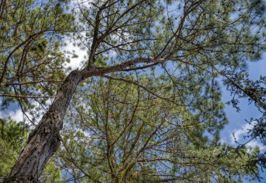 Çam yapraklarından güzel yapraklar dallar ve ağaçlar.