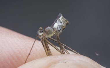 Polcid örümceğinin yakın çekimi