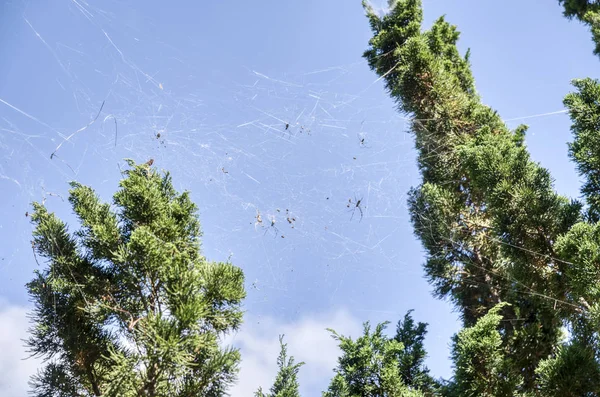 用蜘蛛网看松树枝头 — 图库照片