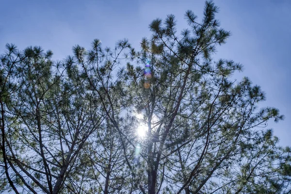 松の葉の枝や木の美しい葉 — ストック写真